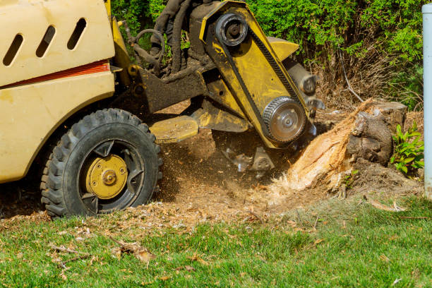 The Steps Involved in Our Tree Care Process in Mountain Road, VA